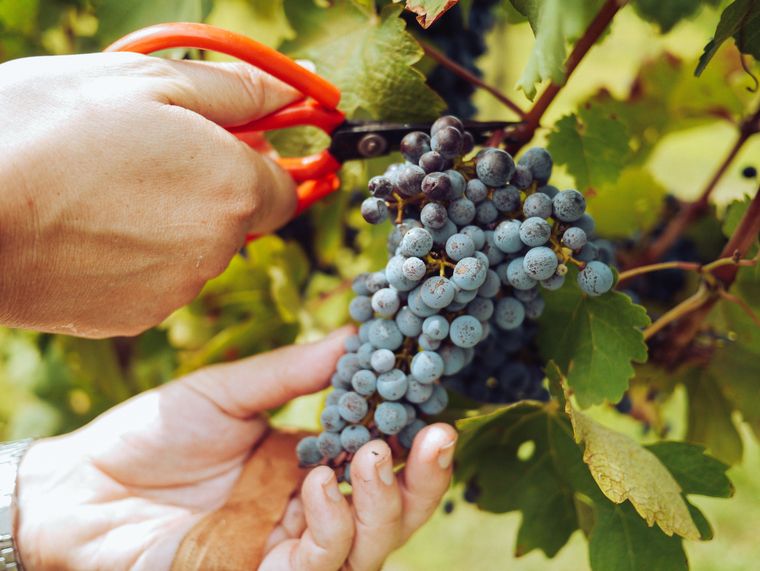 Hands cutting a cluster of wine grapes from the vine
